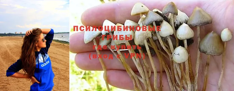 Галлюциногенные грибы Psilocybe  что такое наркотик  KRAKEN ССЫЛКА  даркнет Telegram  Лебедянь 